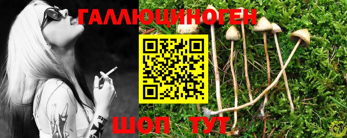 Псилоцибиновые грибы Psilocybine cubensis  Вход с VPN  Вышний Волочёк 